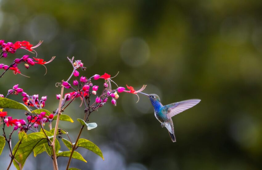 vibrant hummingbird feeding on red flowers in nature